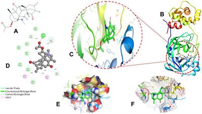 Potential of Natural Alkaloids From Jadwar (Delphinium denudatum) as Inhibitors Against Main Protease of COVID-19: A Molecular Modeling Approach